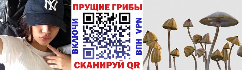 Галлюциногенные грибы Psilocybine cubensis  Нязепетровск 